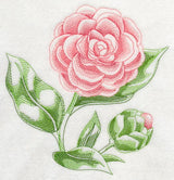 Camellia Beauty
