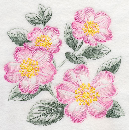 Dog Roses Sketch