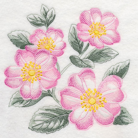 Dog Roses Sketch