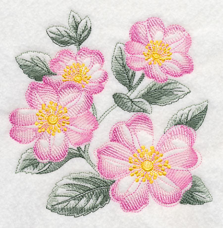 Dog Roses Sketch