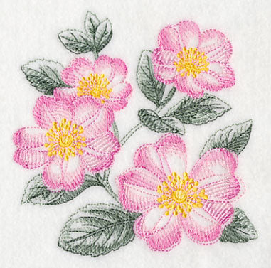 Dog Roses Sketch