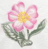Dog Rose Beauty