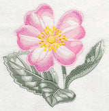 Dog Rose Beauty