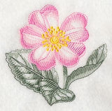 Dog Rose Beauty