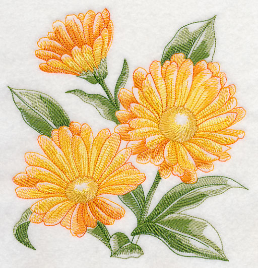Calendula Sketch