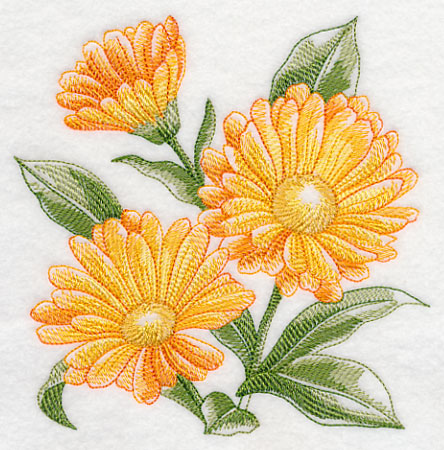 Calendula Sketch