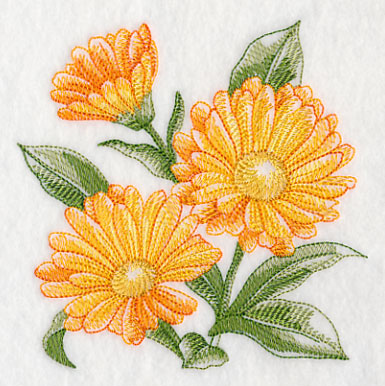 Calendula Sketch