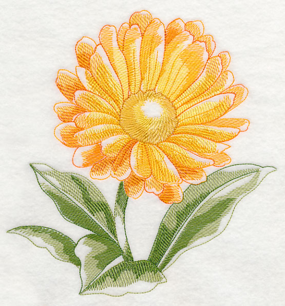 Calendula Beauty