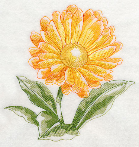 Calendula Beauty
