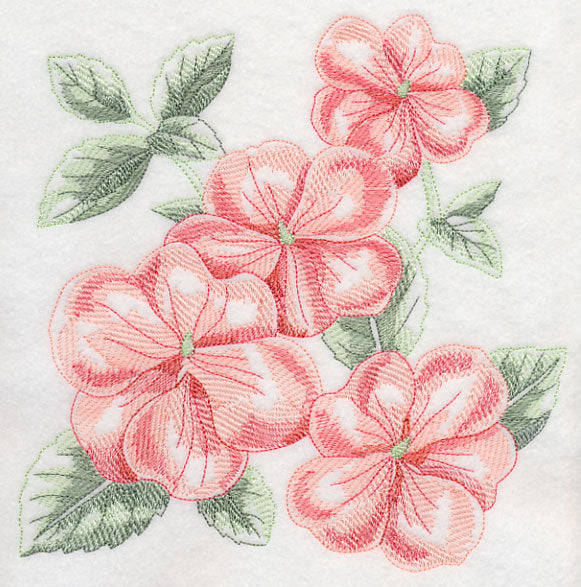 Impatiens Sketch