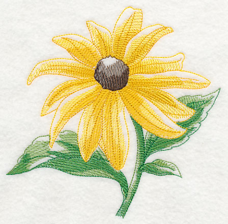 Black-eyed Susan Beauty