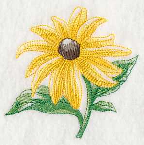 Black-eyed Susan Beauty