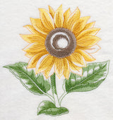 Sunflower Beauty