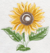 Sunflower Beauty