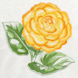 Tuberous Begonia Beauty