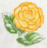 Tuberous Begonia Beauty