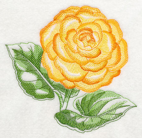 Tuberous Begonia Beauty