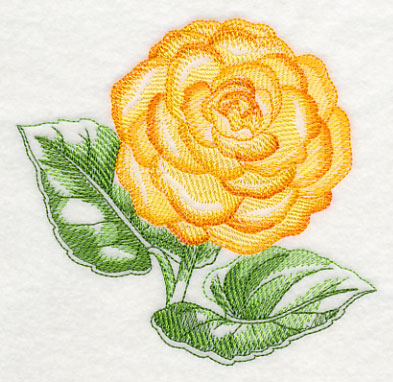 Tuberous Begonia Beauty