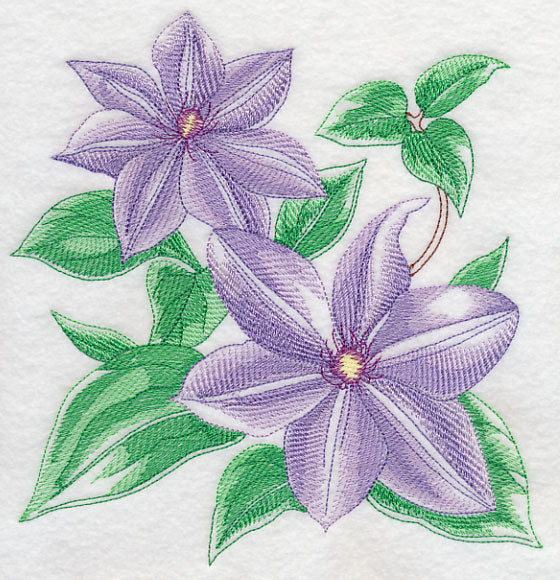 Clematis Sketch