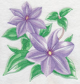 Clematis Sketch