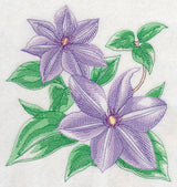 Clematis Sketch