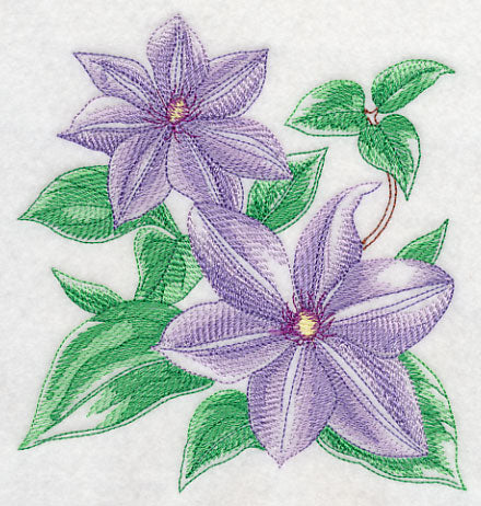 Clematis Sketch