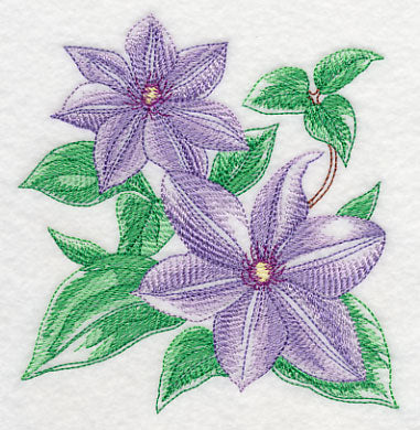 Clematis Sketch