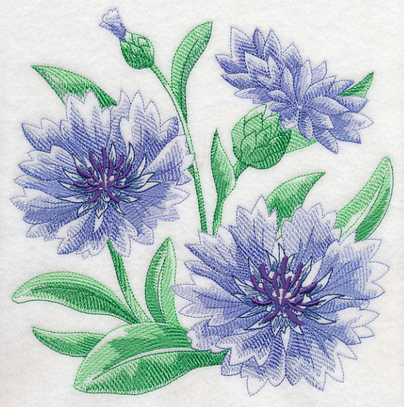 Cornflower Sketch