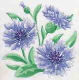 Cornflower Sketch