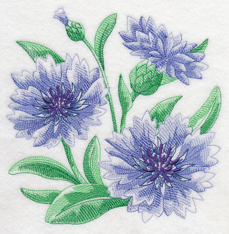 Cornflower Sketch