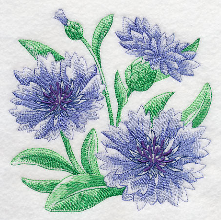Cornflower Sketch