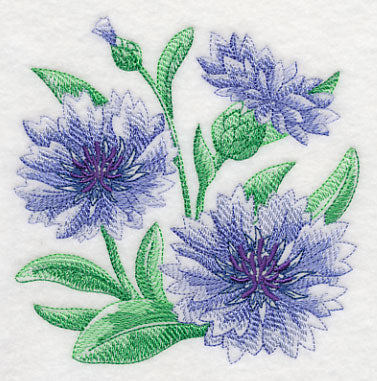 Cornflower Sketch