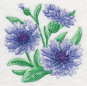 Cornflower Sketch