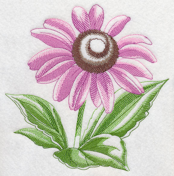 Purple Coneflower Beauty