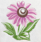 Purple Coneflower Beauty