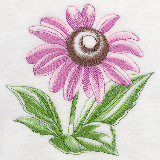 Purple Coneflower Beauty