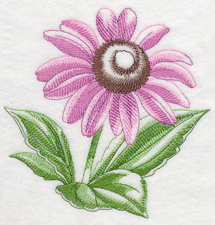 Purple Coneflower Beauty