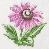 Purple Coneflower Beauty