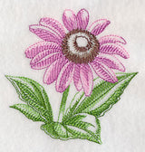 Purple Coneflower Beauty