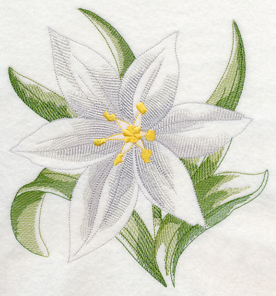 Star of Bethlehem Beauty