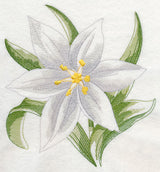Star of Bethlehem Beauty