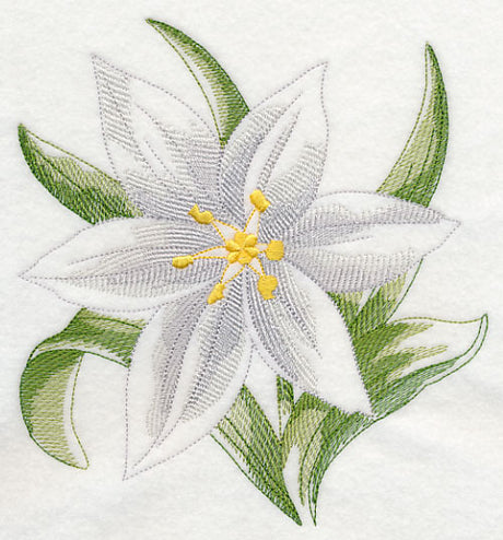 Star of Bethlehem Beauty