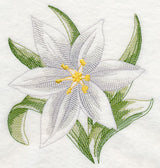 Star of Bethlehem Beauty
