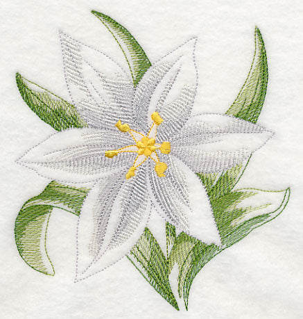 Star of Bethlehem Beauty