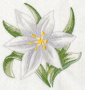 Star of Bethlehem Beauty