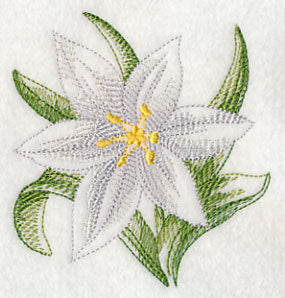 Star of Bethlehem Beauty