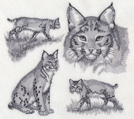 Bobcat Sketch