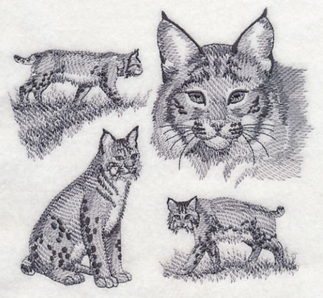 Bobcat Sketch