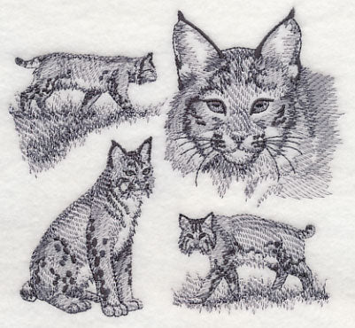 Bobcat Sketch