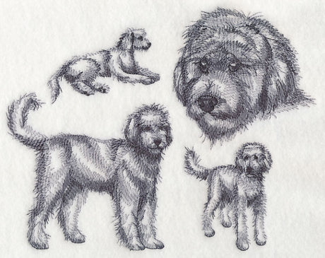 Goldendoodle Sketch